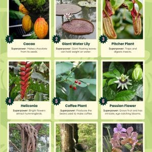 9 Rainforest Plants